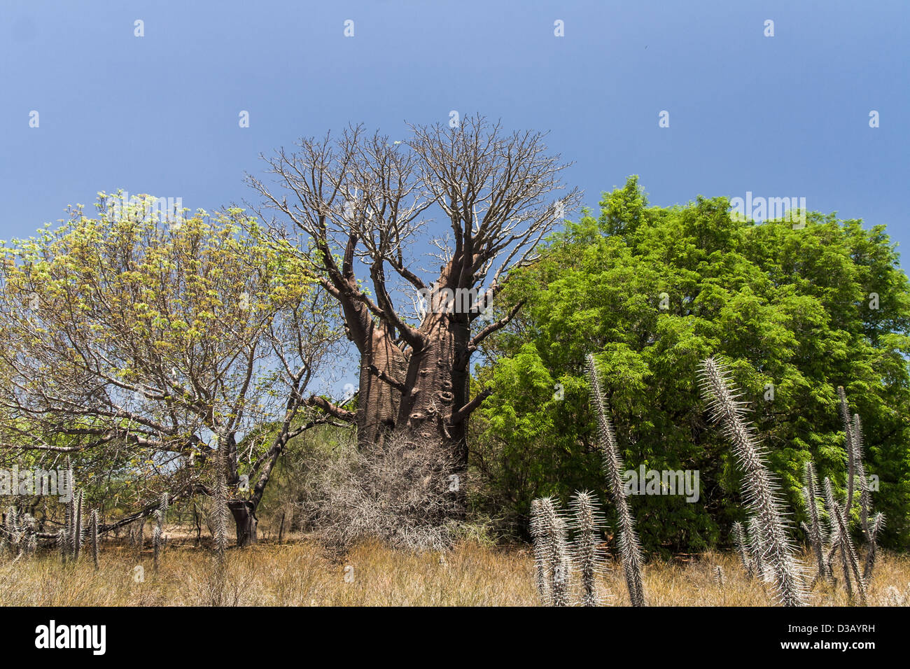 Baobabs and dry vegetation of south western Madagascar Stock Photo - Alamy