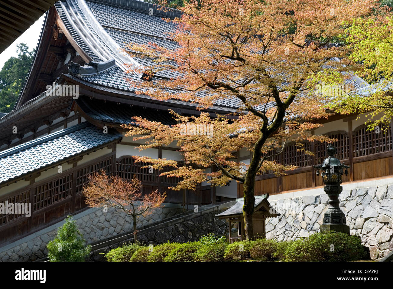 Crimson autumn maple tree in hillside courtyard of Soto sect Eiheiji Zen Buddhist temple in mountains of Fukui, Japan. Stock Photo