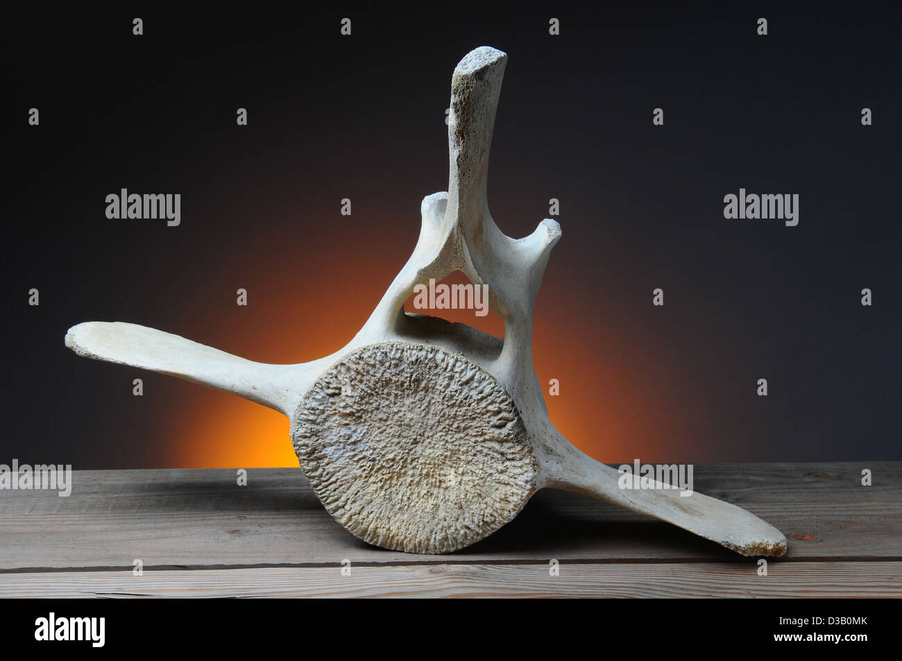 California Gray Whale vertebrae on a wood table with a light to dark warm background. Horizontal format. Stock Photo