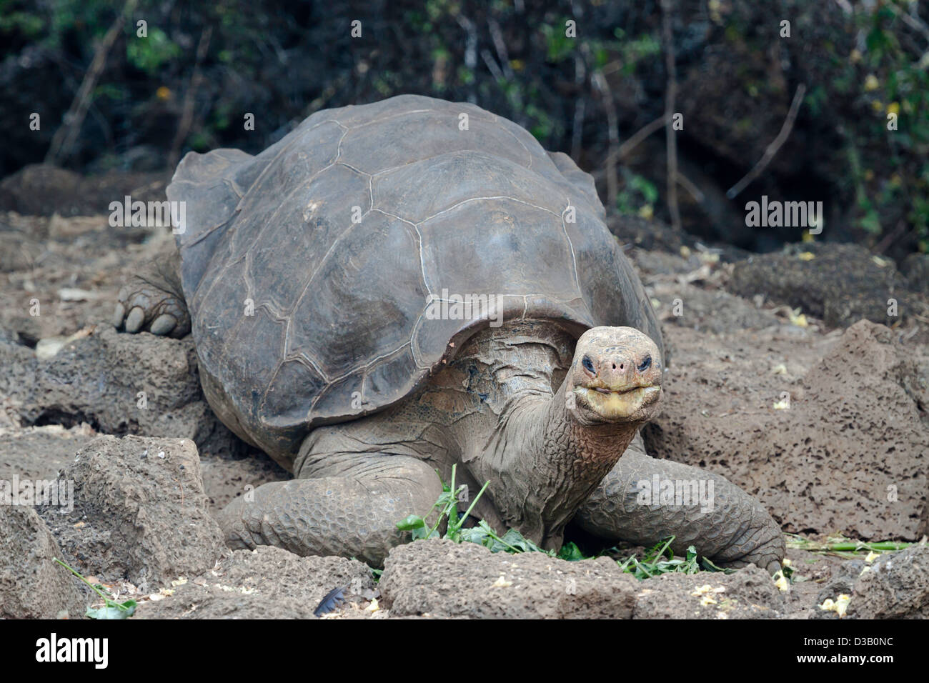 Lonesome George was the last Pinta Island Giant Tortoise, Chelonoidis nigra abingdonii, Galapagos Archipelago, Ecuador. Stock Photo