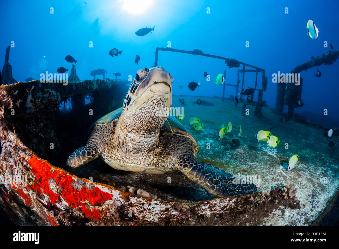 Green sea turtle, Chelonia mydas, and schooling milletseed butterflyfish, on the wreck of the Saint Anthony, off Maui, Hawaii. Stock Photo