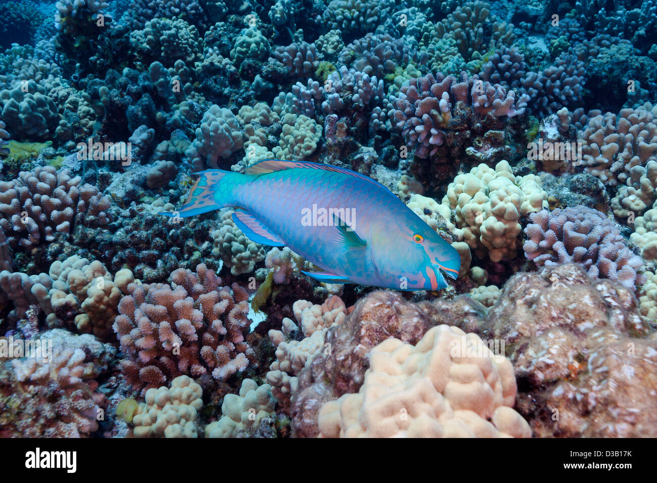The terminal or final phase of a supermale ember parrotfish, Scarus rubroviolaceus, Hawaii. Stock Photo