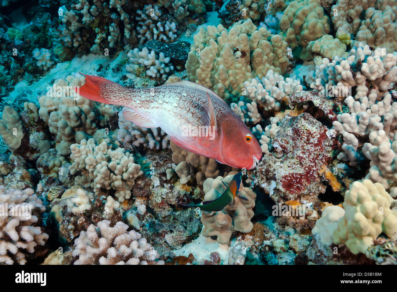 a redlip parrotfish, Scarus rubroviolaceus, Hawaii. Stock Photo