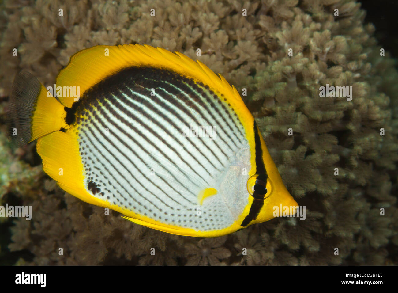 This black-back butterflyfish, Chaetodon melannotus, was photographed in Tubbataha Reef National Park, Philippines. Stock Photo