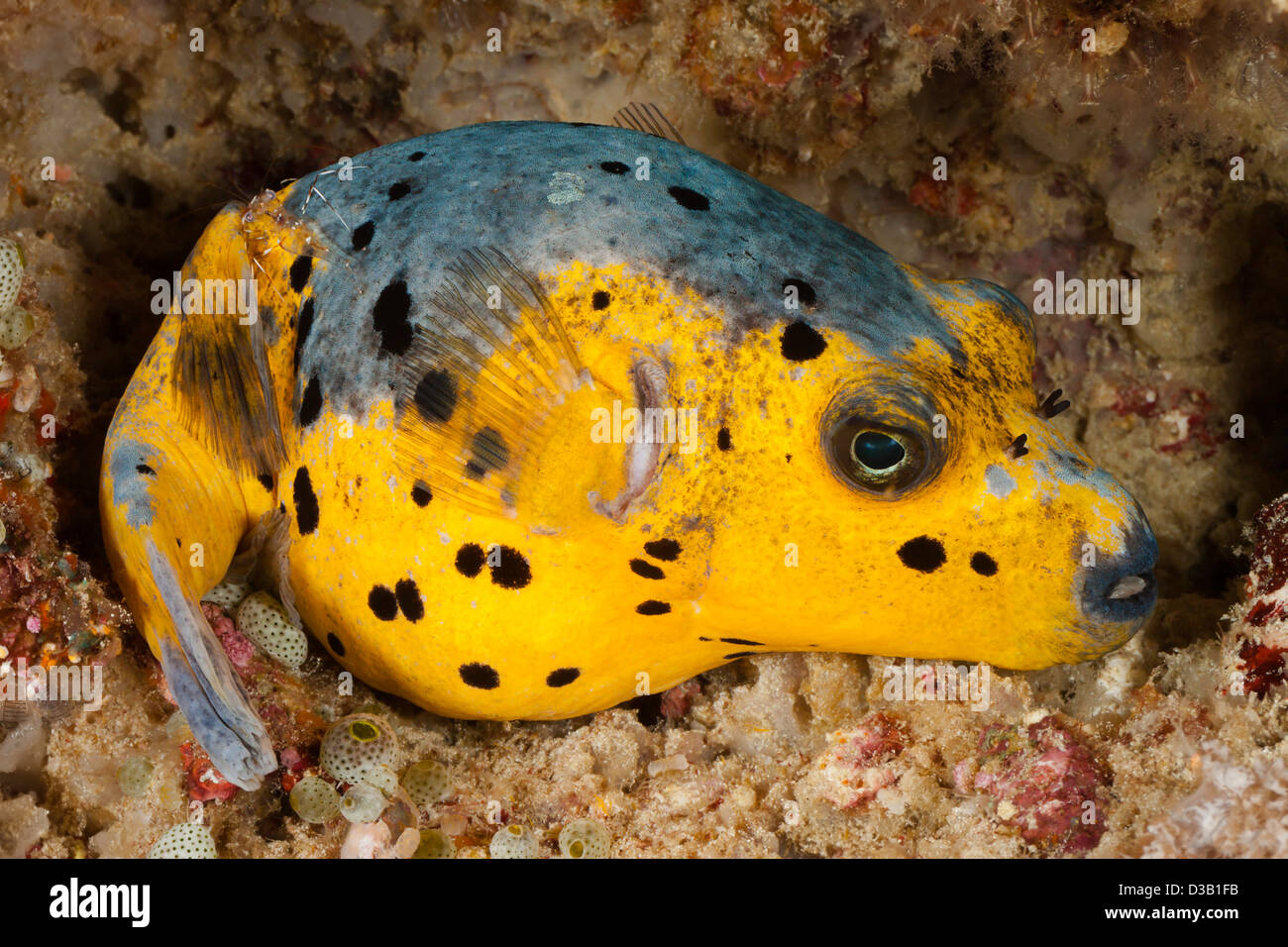 A black spotted puffer, Arothron nigropunctatus, Tubbataha Reef, Philippines. Stock Photo