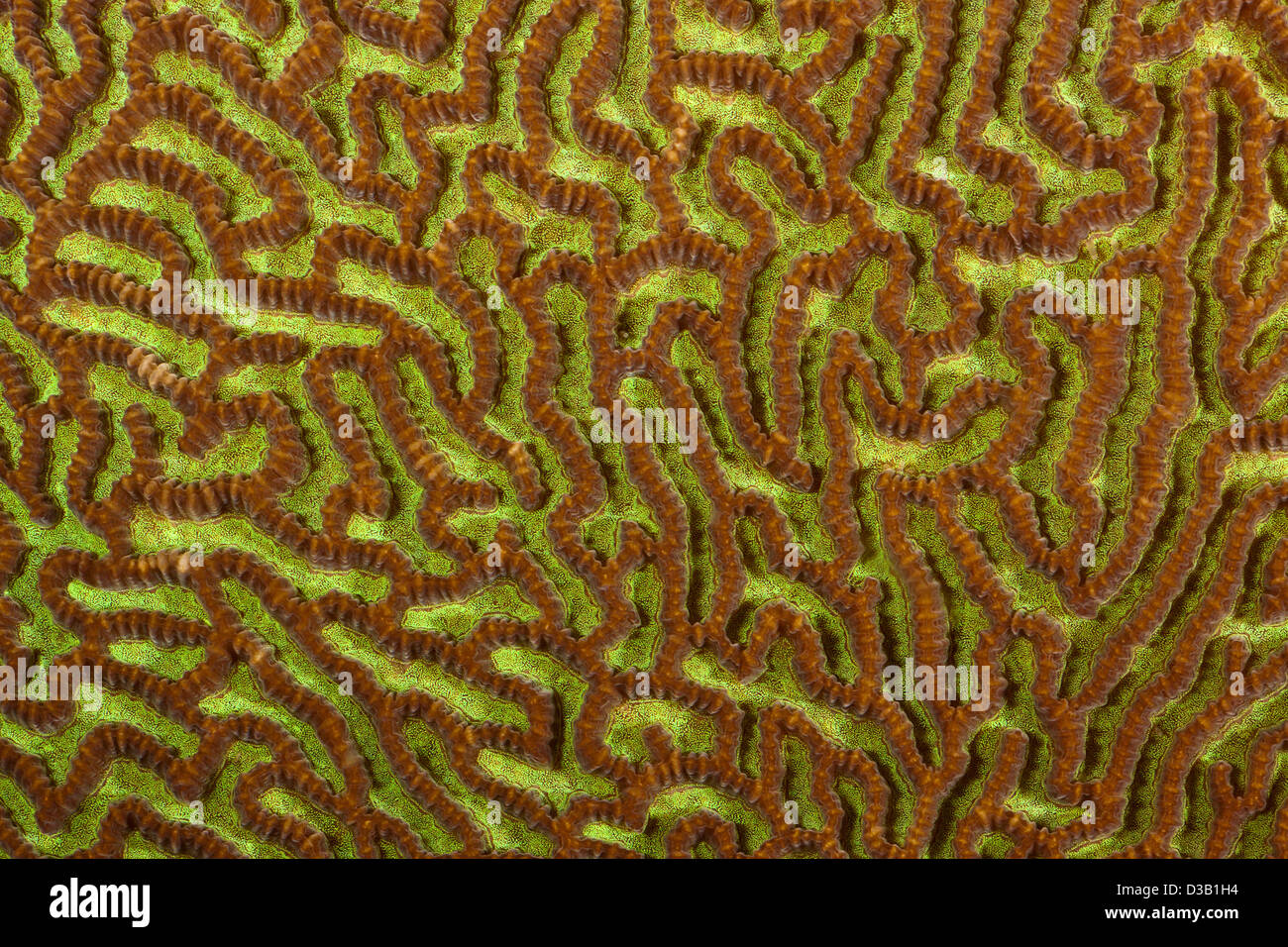 A close look at brain coral, Platygyra sp., photographed at night in Tubbataha Reef National Park, Philippines. Stock Photo