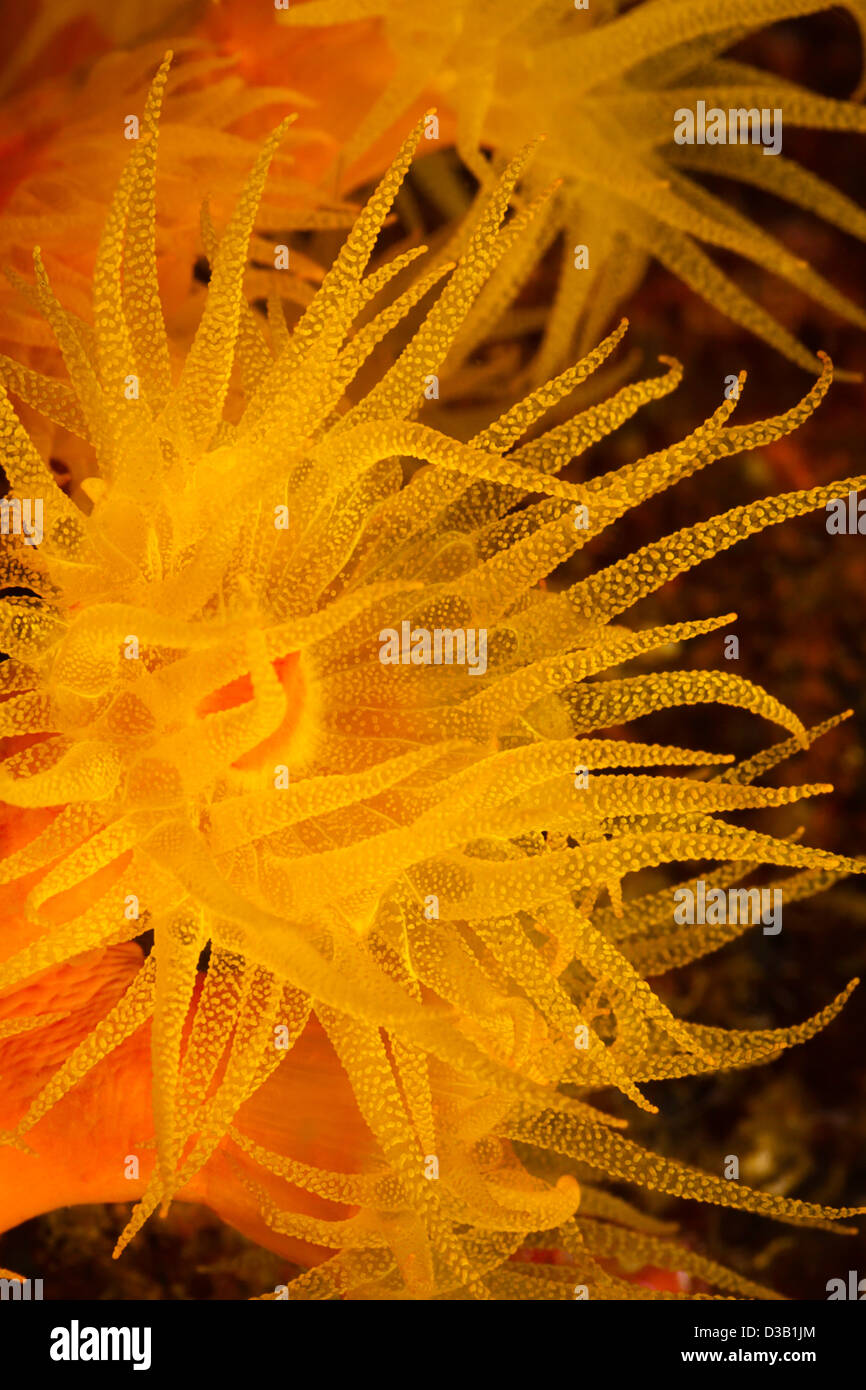 A close look at orange cup coral, Tubastrea coccinea, Philippines. Stock Photo