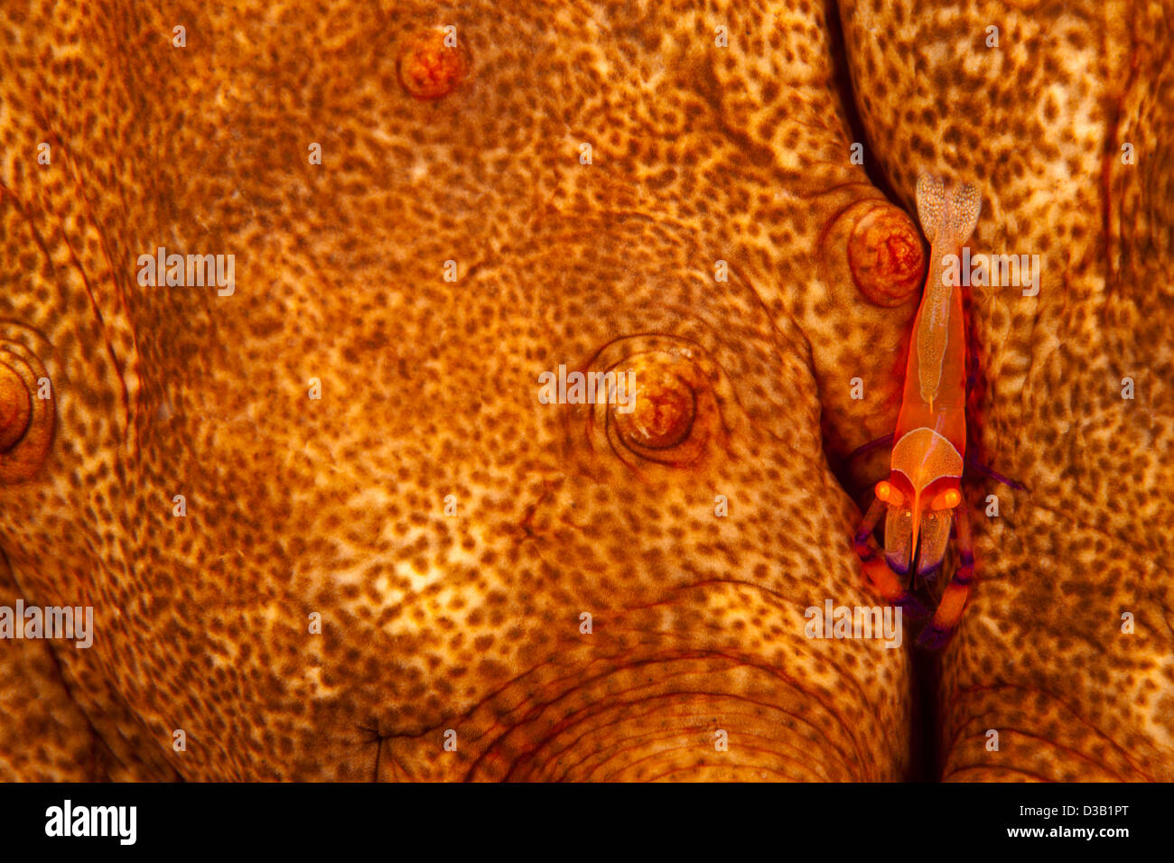 Imperial shrimp, Periclimenes imperator, on an endemic Hawaiian spiky sea cucumber, Stichopus sp. Hawaii. Stock Photo