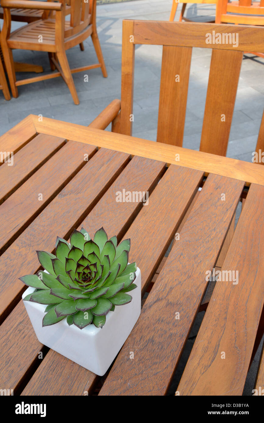 Simple and modern potted plant on the center of a wooden coffee table. Stock Photo