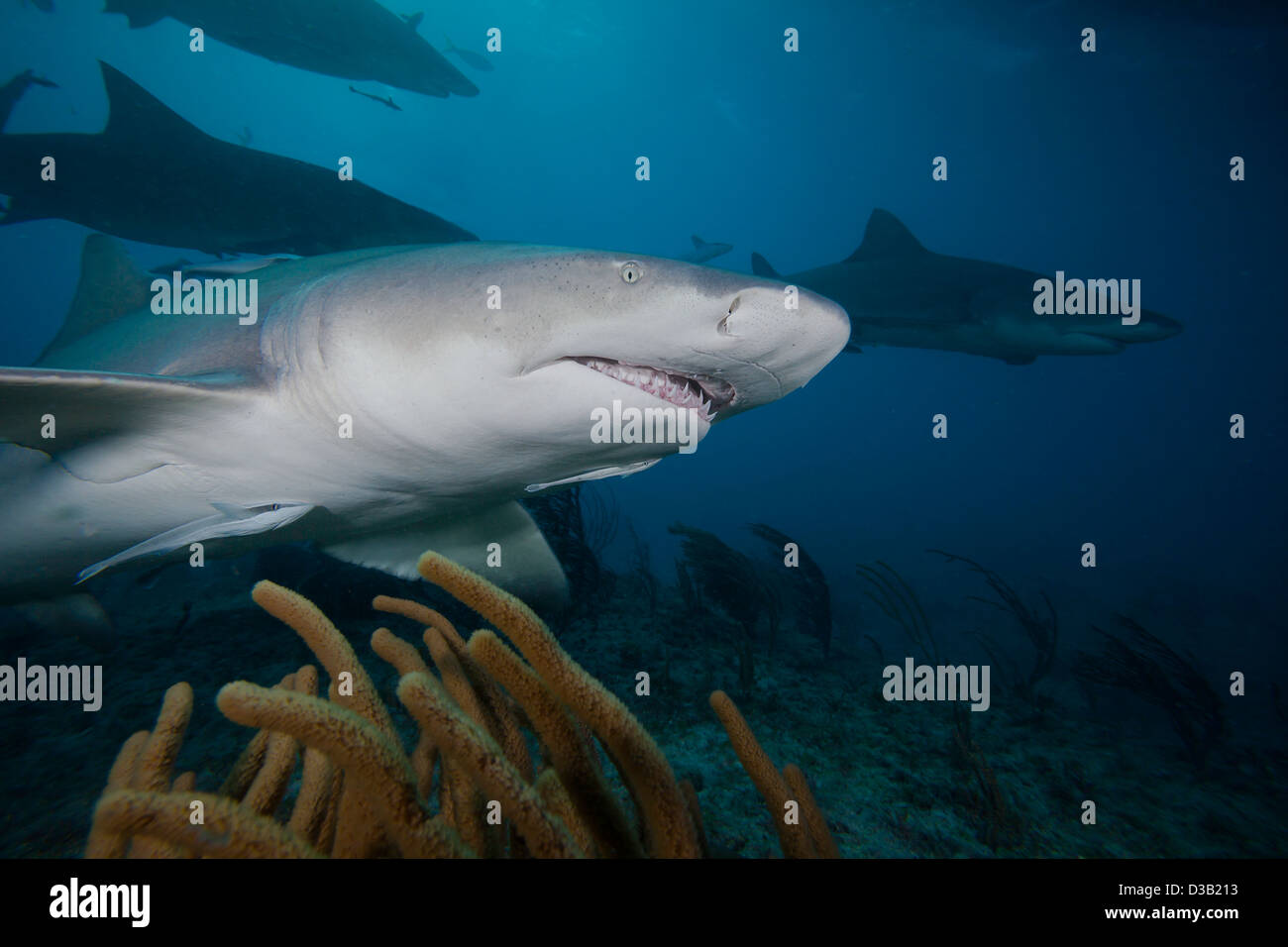 Lemon shark, Negaprion brevirostris, underwater with remoras, West End, Grand Bahamas, Atlantic Ocean. Stock Photo