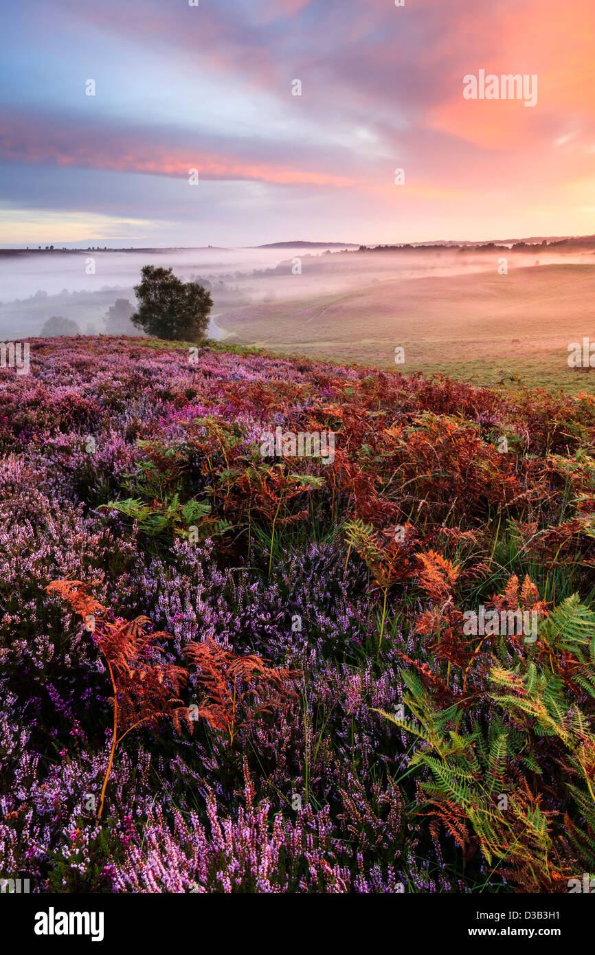 Misty sunrise with heather and bracken in the foreground, Rockford Common, New Forest National Park, Hampshire, United Kingdom Stock Photo