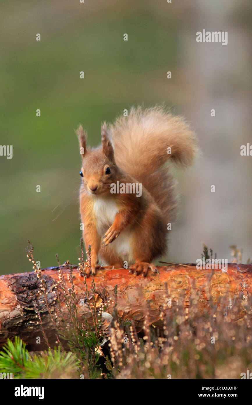 Red Squirrel in winter coat, Scottish Highlands Stock Photo