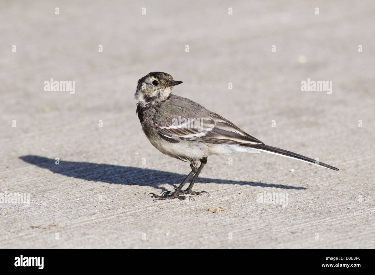 A juvenile pied wagtail (Motacilla alba) Standing on concrete with bright sunshine casting a strong shadow. Rainham, Essex. Stock Photo