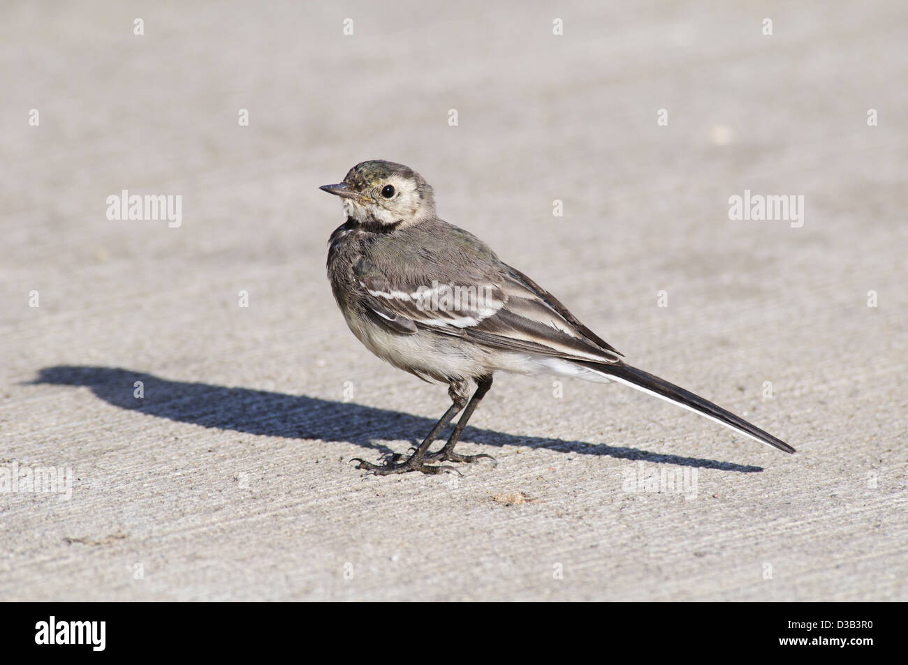 A juvenile pied wagtail (Motacilla alba) Standing on concrete with bright sunshine casting a strong shadow. Rainham, Essex. Stock Photo