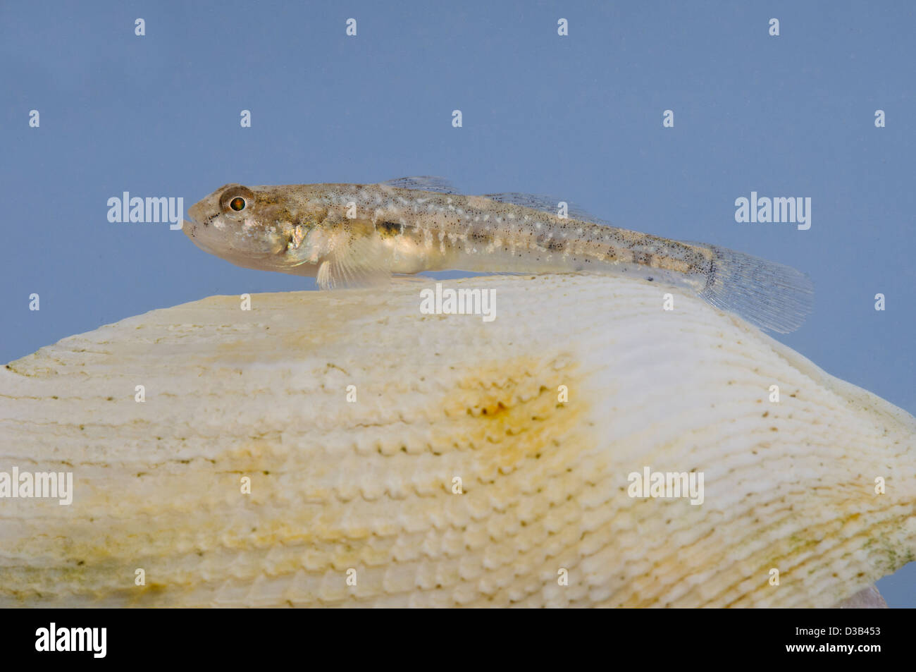 A black goby (Gobius niger) resting on a seashell at Joss Bay in Kent. September. Stock Photo