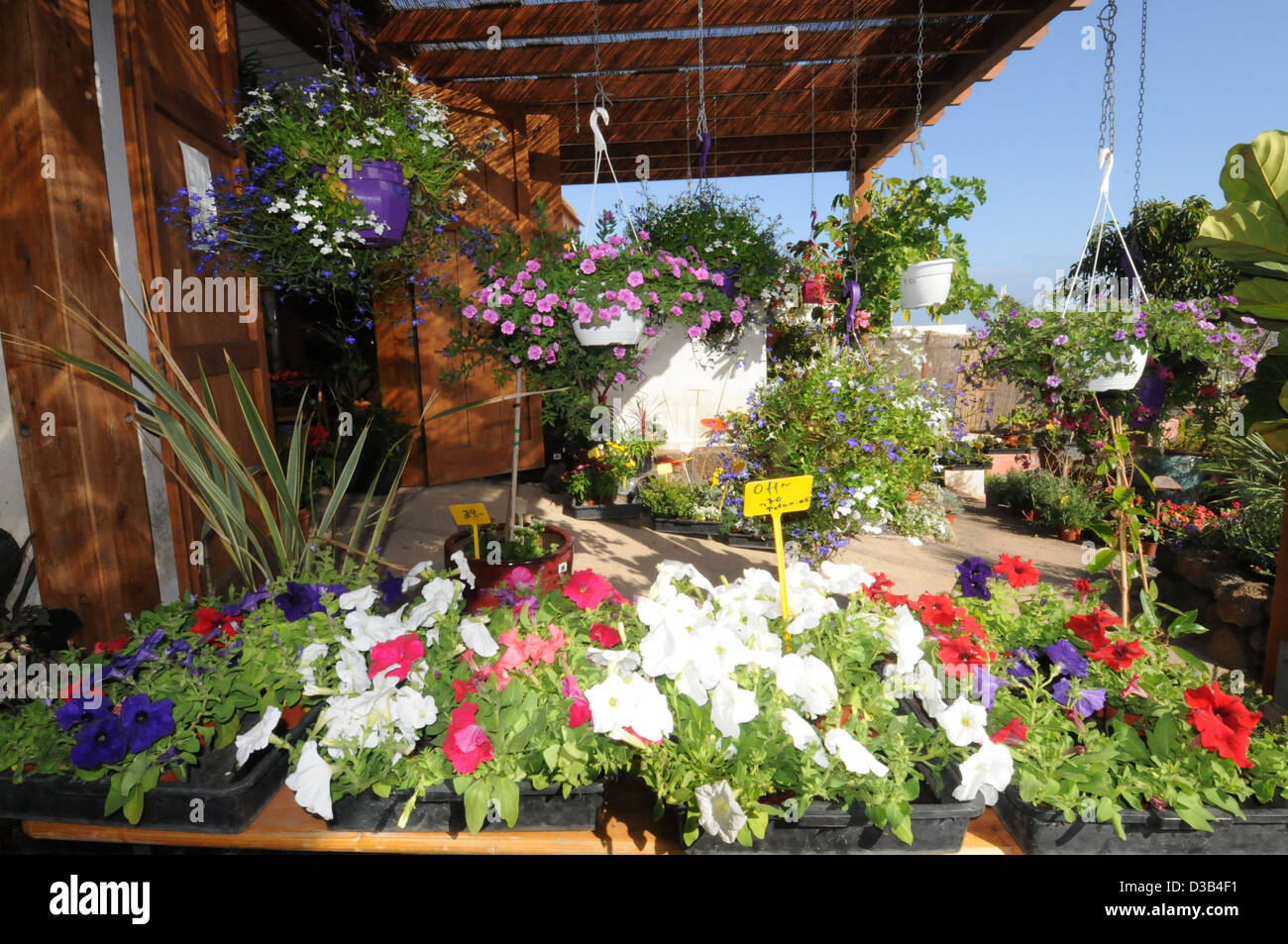 Flowers in pink hanging baskets hi-res stock photography and images - Alamy
