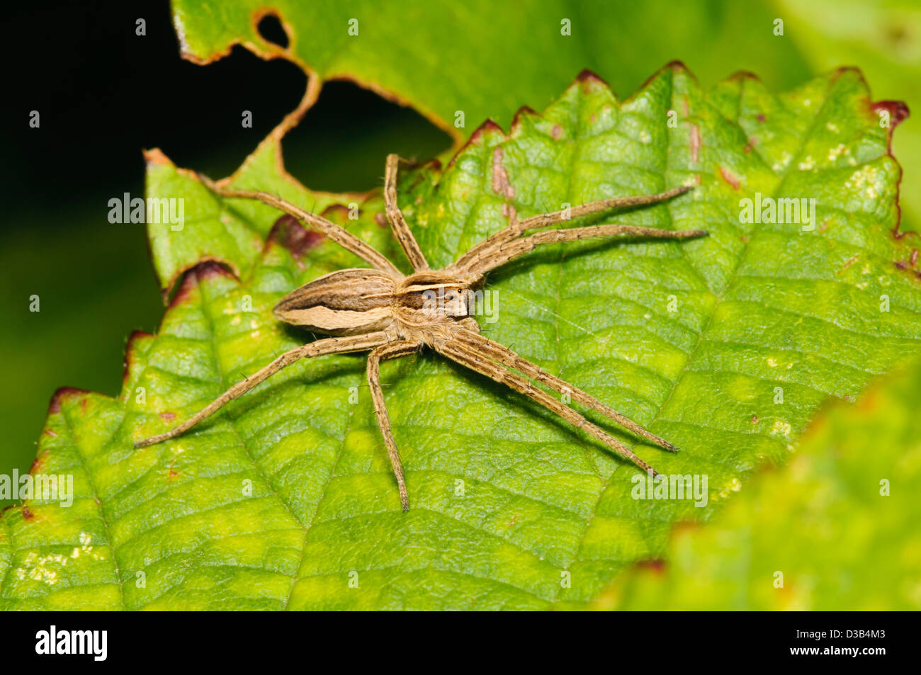 A nursery web spider (Pisaura mirabilis) basking on a leaf at Crossness Nature Reserve, Bexley, Kent. September. Stock Photo