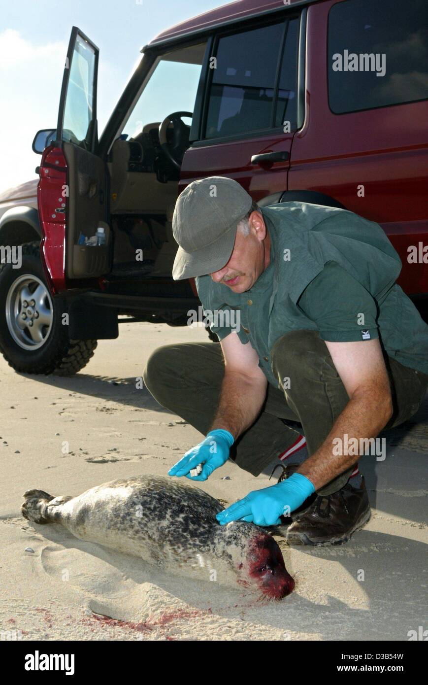 (dpa) - Hans Stoever, an employee of the coastal protection, demonstrates on a dead young seal that a thick, swollen back is a sympton of distemper, Norderney, 13 September 2002. Stoever helps remove the many dead seals from the beach of the East Frisian island. The epidemic is rampant. The deathly  Stock Photo