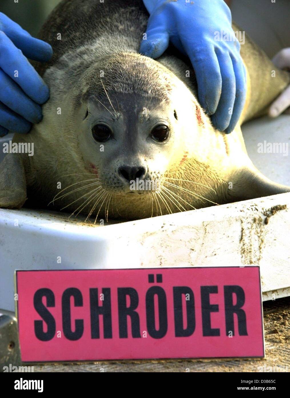 (dpa) - 'Schroeder' is the name of a 29.1 kg heavy seal living in the seal station in Friederichskoog, Germany, 6 September 2002. Named after the German Chancellor, the little seal likes to snarl at his conspecific named 'Stoiber'. Both seals are orphaned and brought up in the seal station until the Stock Photo