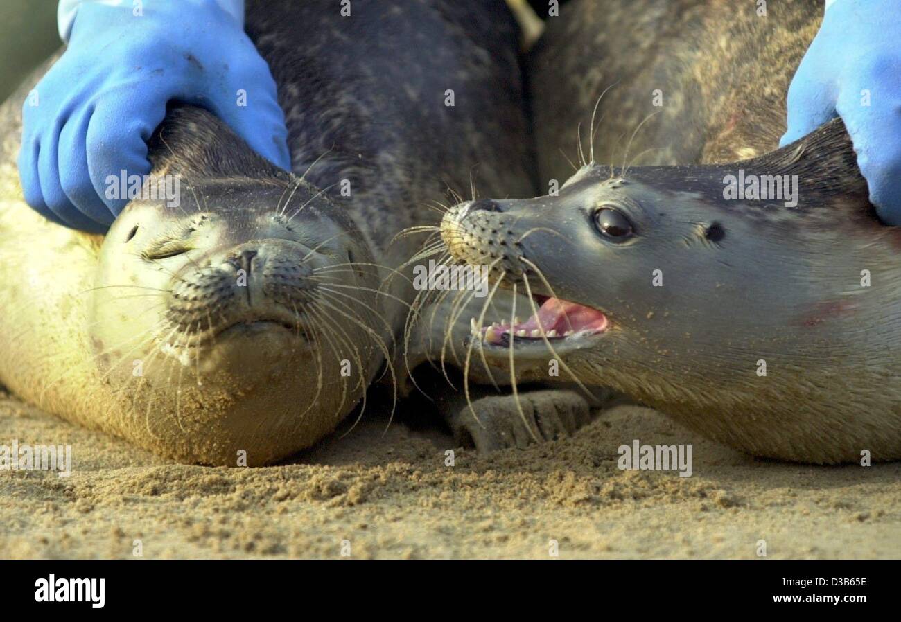 (dpa) - The two seals 'Schroeder' and 'Stoiber', named after the German chancellor and the chancellor candidate in this year's elections, don't like each other and try to bite, pictured in the seal station in Friederichskoog, Germany, 6 September 2002. Both seals are orphaned and brought up in the s Stock Photo