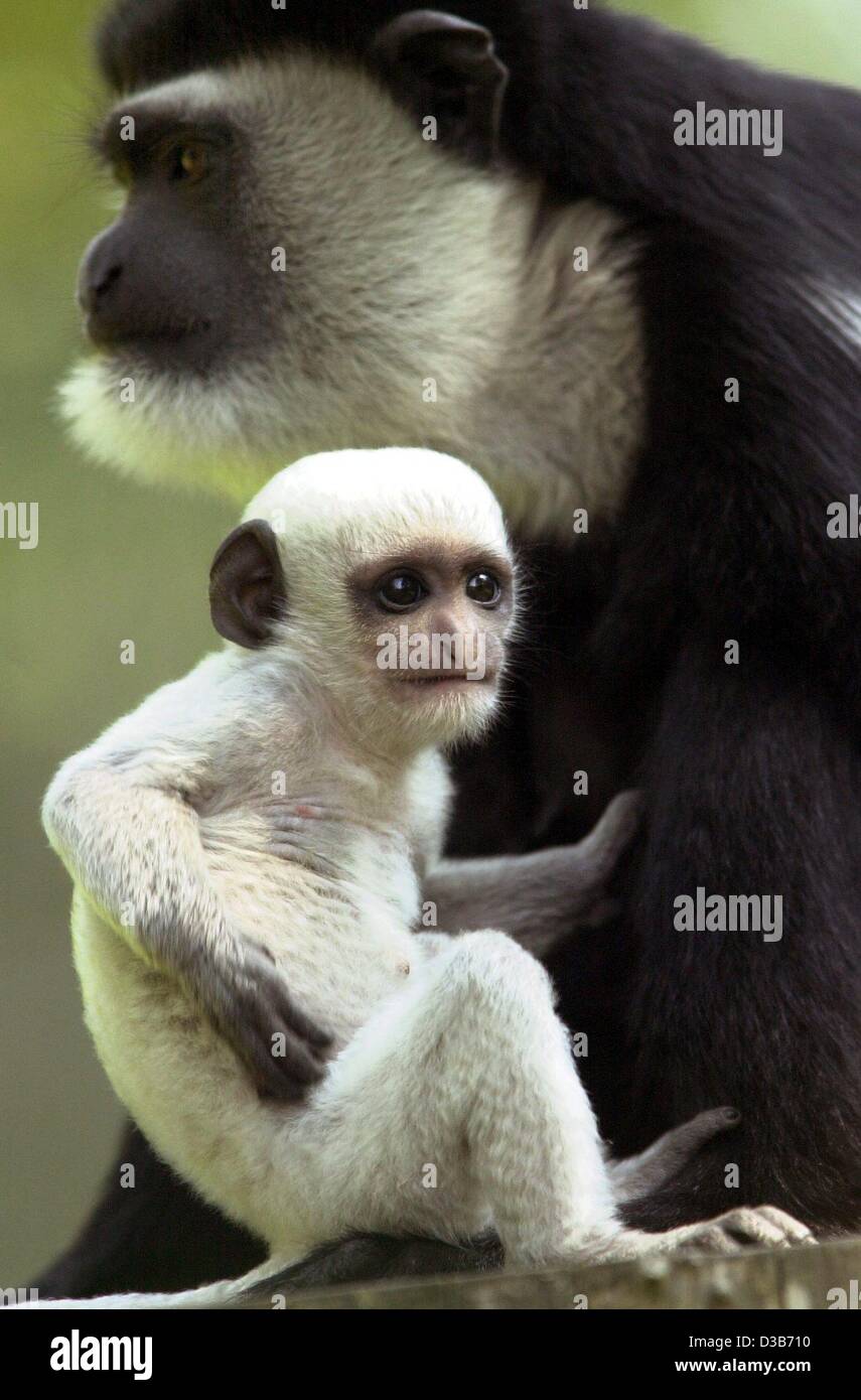 dpa) - A snow-white guereza baby sits next to a mostly black grown