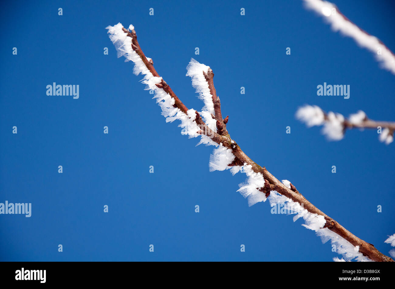 Branches of a tree, covered with rime frost against a blue sky Stock ...