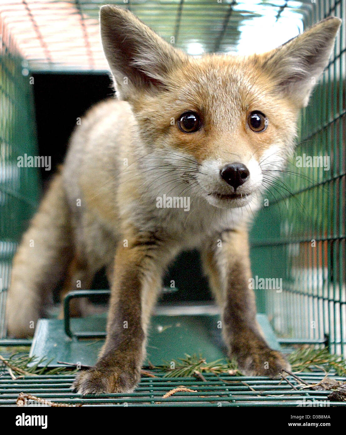 Human Interest Hum Animals Fox Cage Germany High Resolution Stock  Photography and Images - Alamy