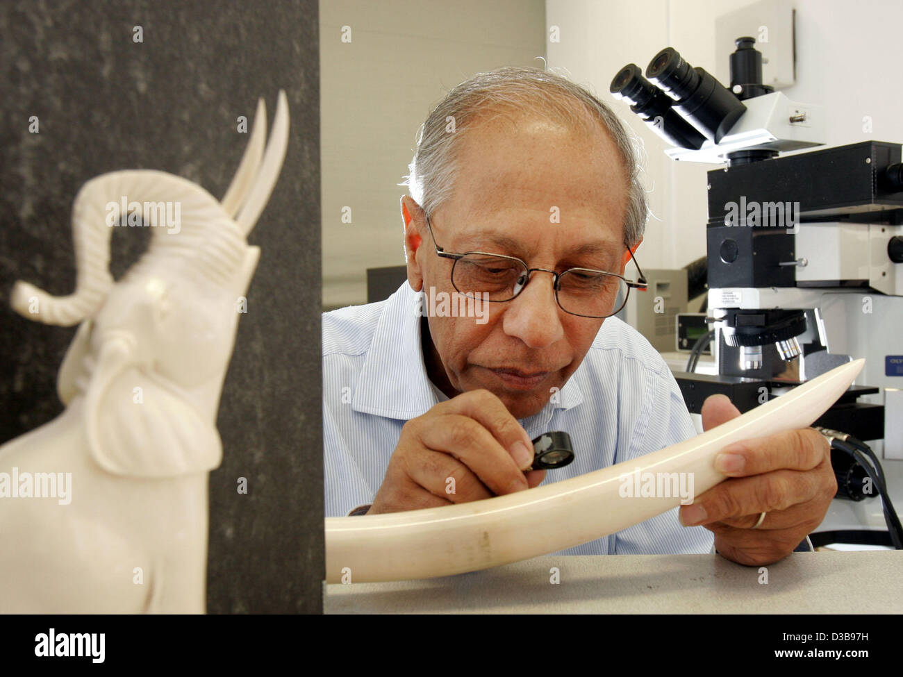 (dpa) - The picture dated 13 June 2005 shows Arun Banerjee analysing a piece of ivory at the institute for earth science of the University of Mainz, Germany. Banerjee is a nationwide acknowledged expert on ivory. He has been working as a consultant for customs and the ÊFederal Nature Conservation Ag Stock Photo