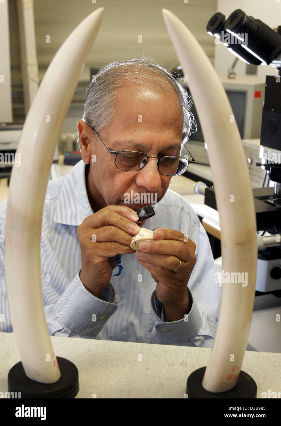 (dpa) - The picture dated 13 June 2005 shows Arun Banerjee analysing a piece of ivory at the Institute for earth science of the University of Mainz, Germany. Banerjee is a nationwide acknowledged expert on ivory. He has been working as a consultant for customs and the ÊFederal Nature Conservation Ag Stock Photo