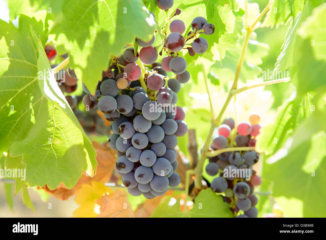 Grapes on the vine in a spanish vineyard Stock Photo Alamy