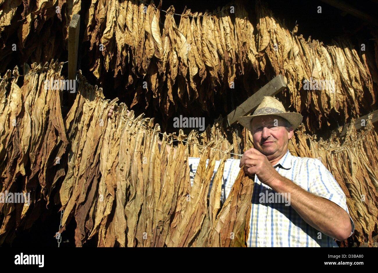 (dpa) -  Alex Kopf, chairman of the National Association of Tobacco Farmers in Germany's federal state of Baden-Wuerttemberg, inspects his tobacco tufts as they dry in Neuried-Ichenheim, Germany, 30 September 2002. Despite increasing taxes and anti-smoking rhetoric the farmers report an increasing d Stock Photo