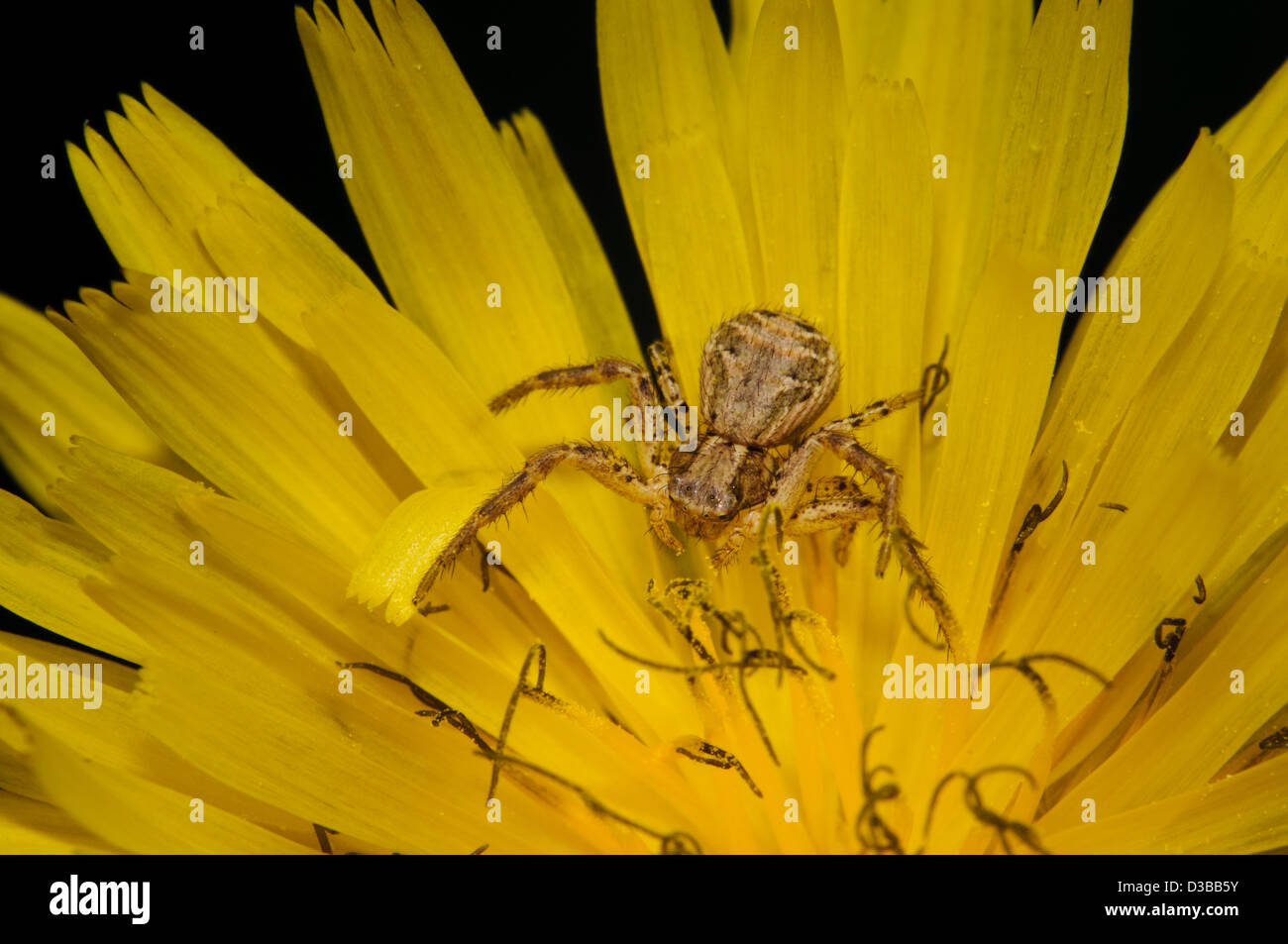 A common ground crab spider (Xysticus cristatus) lurking in a dandelion flower at Crossness Nature Reserve, Bexley, Kent. Stock Photo