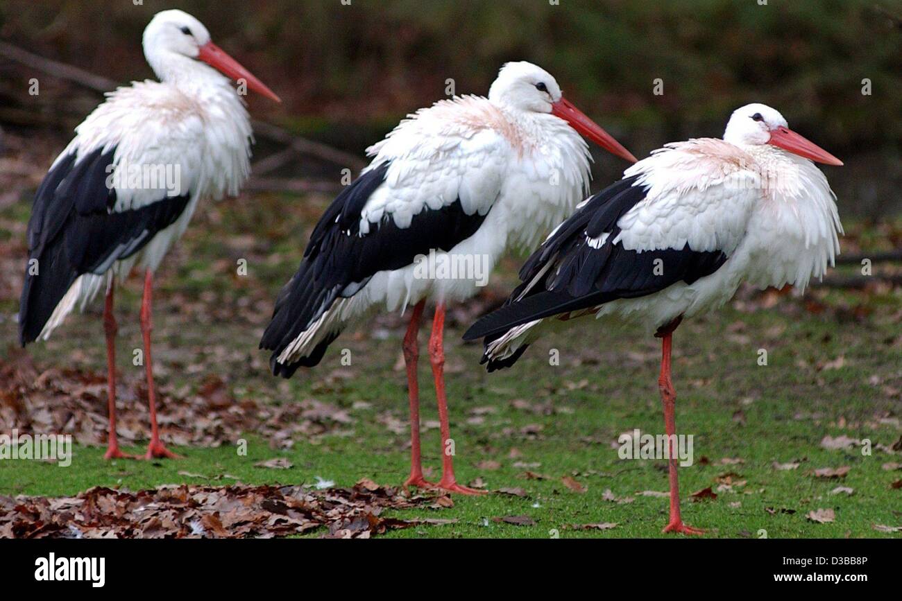 (dpa) - Three storks seem to be cold as they stand outside in the cold and wet weather in the Hellabrunn Zoo in Munich, 8 November 2002. Stock Photo