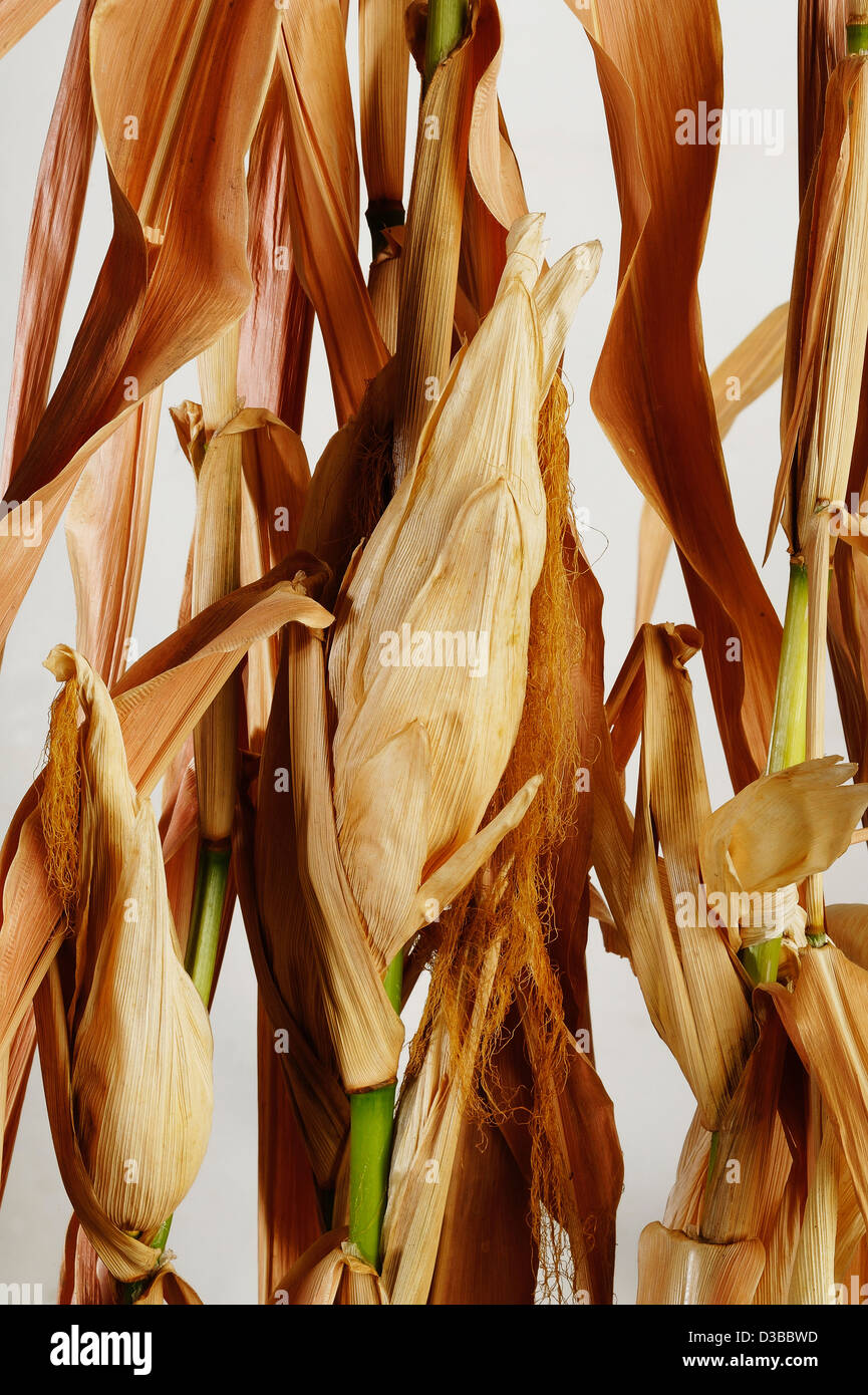 Dried corn and stalks Stock Photo Alamy