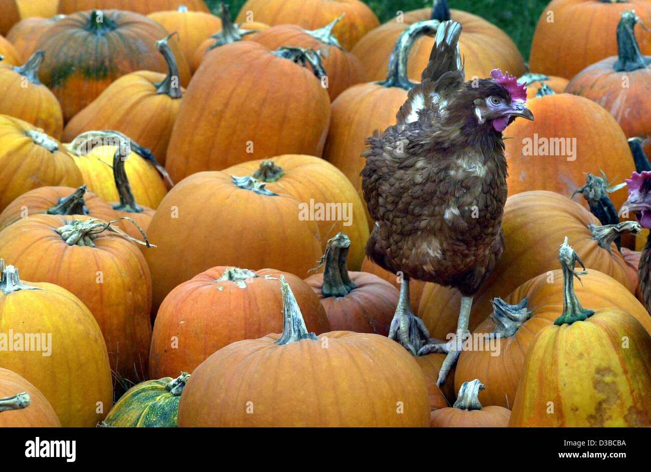 (dpa) - A chicken trudges over a heap of huge pumpkins on a farm in ...