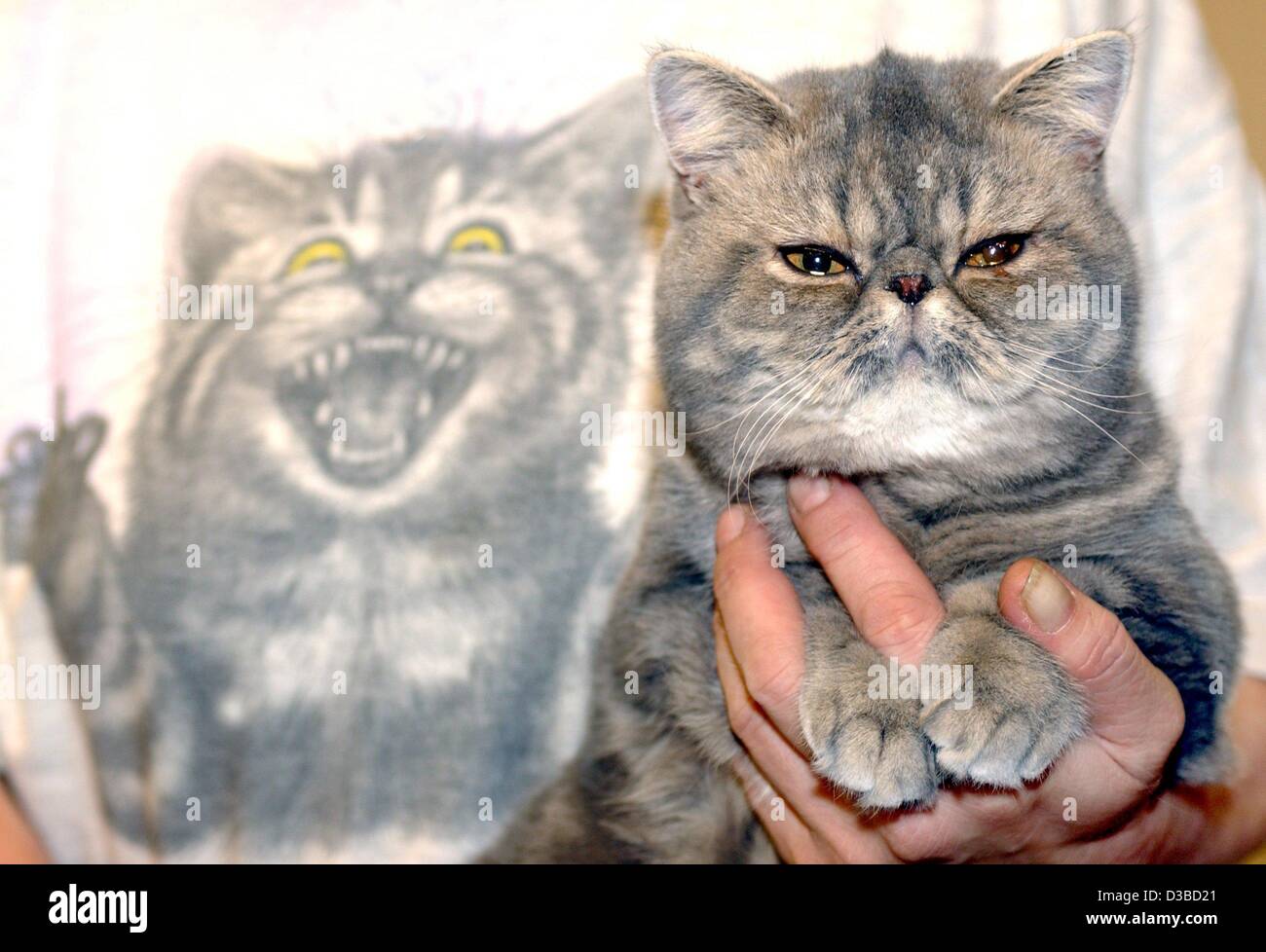 (dpa) - A cat-lover, with a matching picture on her T-shirt presents the Exotic-Shorthair-Tomcat named 'Mixed Emotion' in a hotel in Berlin, 30 January 2003. The pet, which is simply called 'Paule', was presented on a press conference prior to the international pedigree cat show. The show will run o Stock Photo