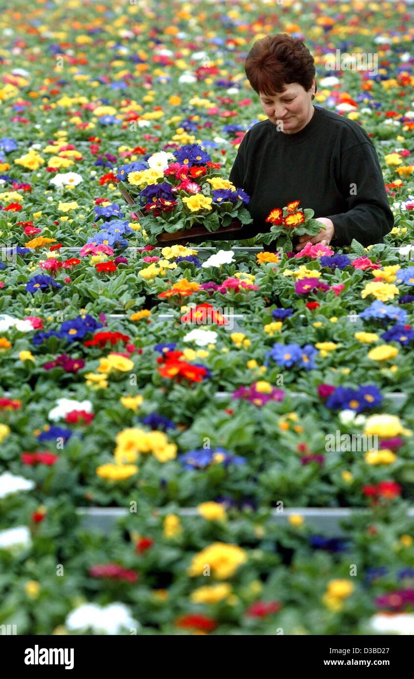 (dpa) - A gardener of Fontana Gartenbau gardening company stands in between hundreds of blossoming primroses in Manschnow, Germany, 29 January 2003. In the greenhouses of the company, 250,000 primroses are presently beginning to bloom. Stock Photo