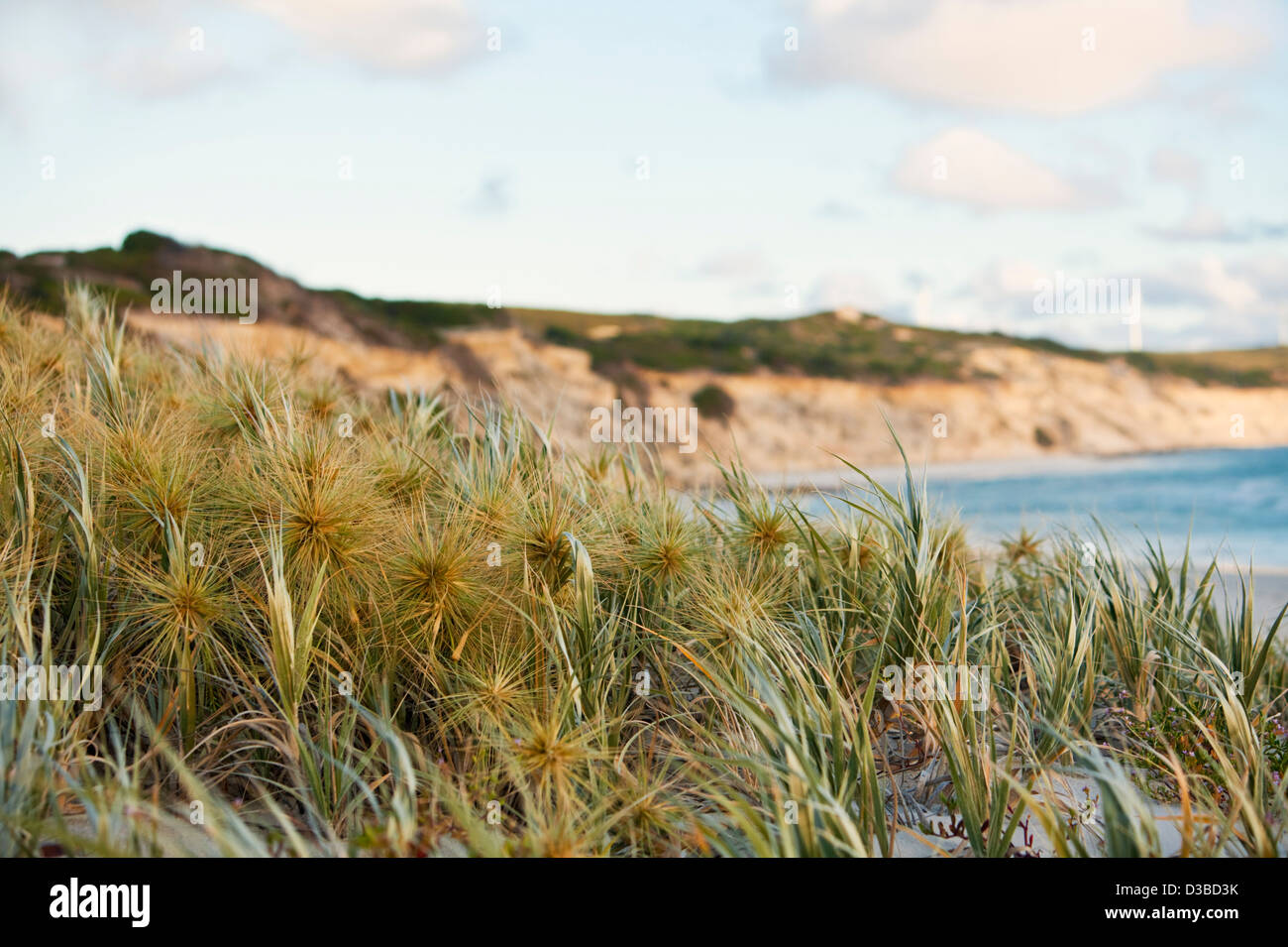 Beach grass on dunes. Eleven Mile Beach, Esperance, Western Australia, Australia Stock Photo