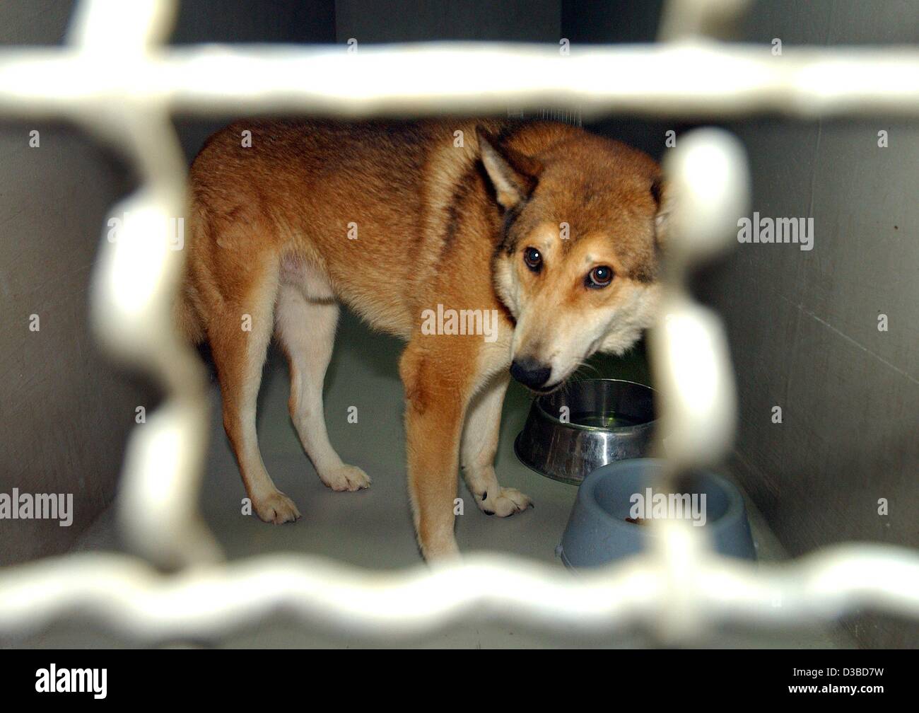 How Much Is Dog Quarantine