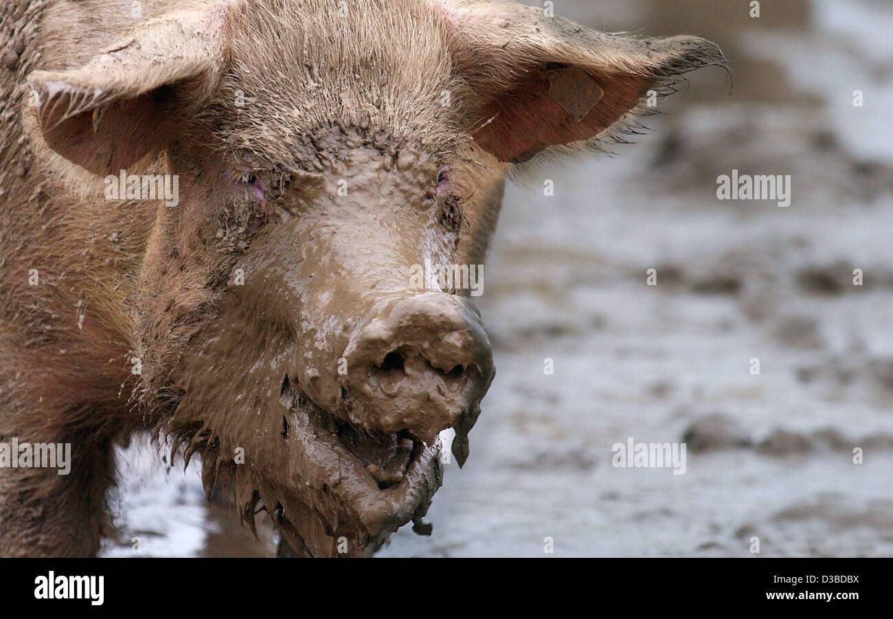 Human interest hum animals swine pig dirty muddy pigs germany hires