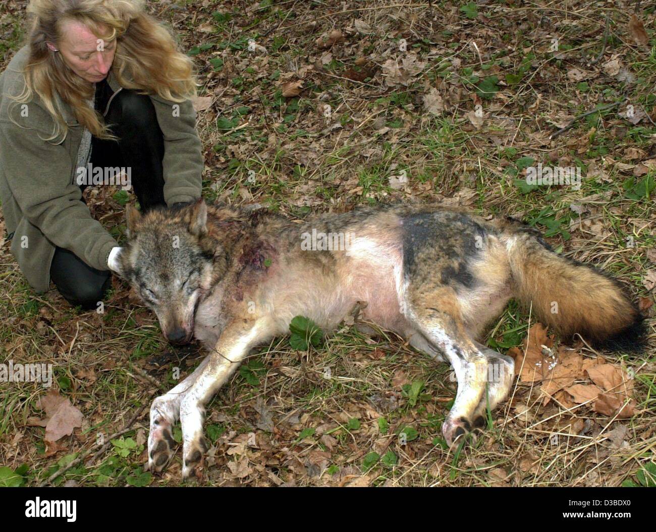 (dpa) - A biologist examines the wolf 'Puck' who was shot in Hildesheim, Germany, 21 January 2003. A hunter shot the 2-year-old female in a forest. The chaser had mistaken the wolf for a German shepherd which he had obviously felt threatened by. The wolf was marked by a chip under her skin which mea Stock Photo