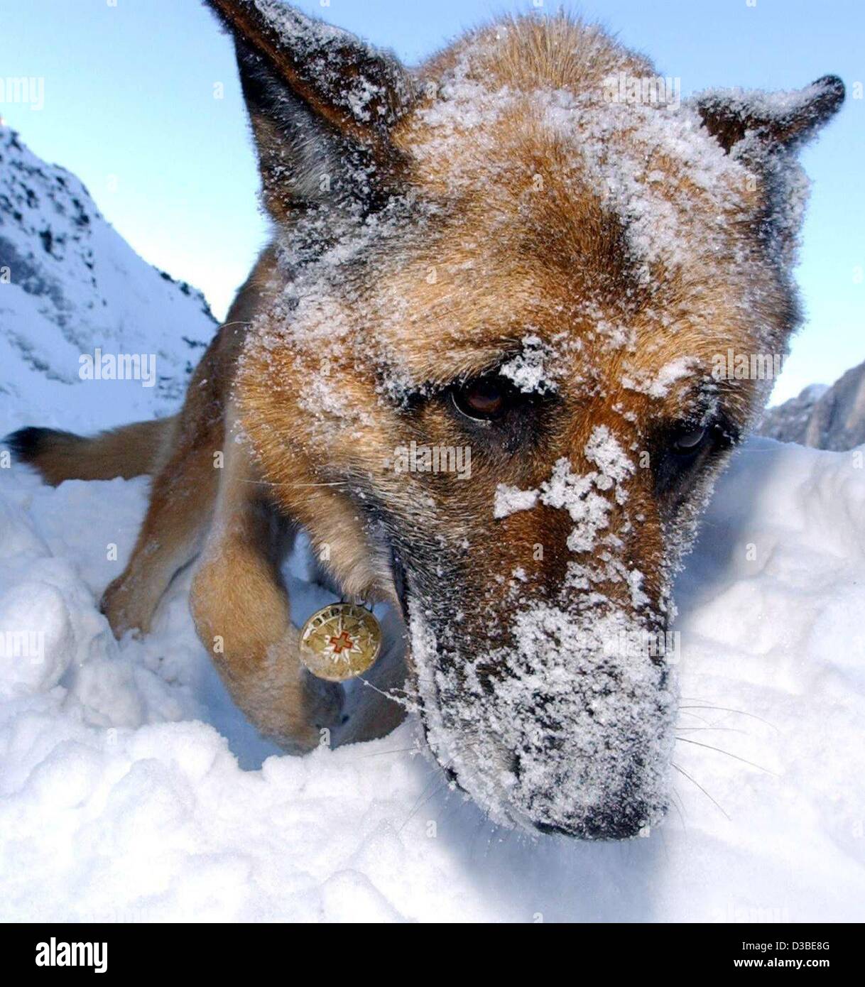 (dpa) - A tracking dog sniffs around in the snow near Garmisch-Partenkirchen in southern Germany, 15 January 2003.  The German shepherd belongs to the Bavarian mountain rescue service's avalanche and rescue K-9 unit. Stock Photo