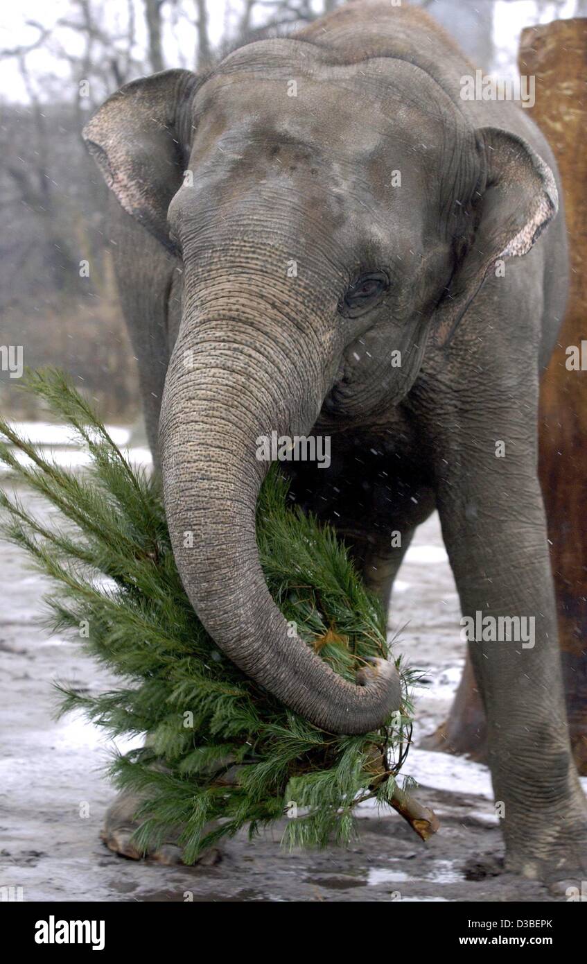 Human interest hum animals elephant christmas_tree zoo coniferous_tree