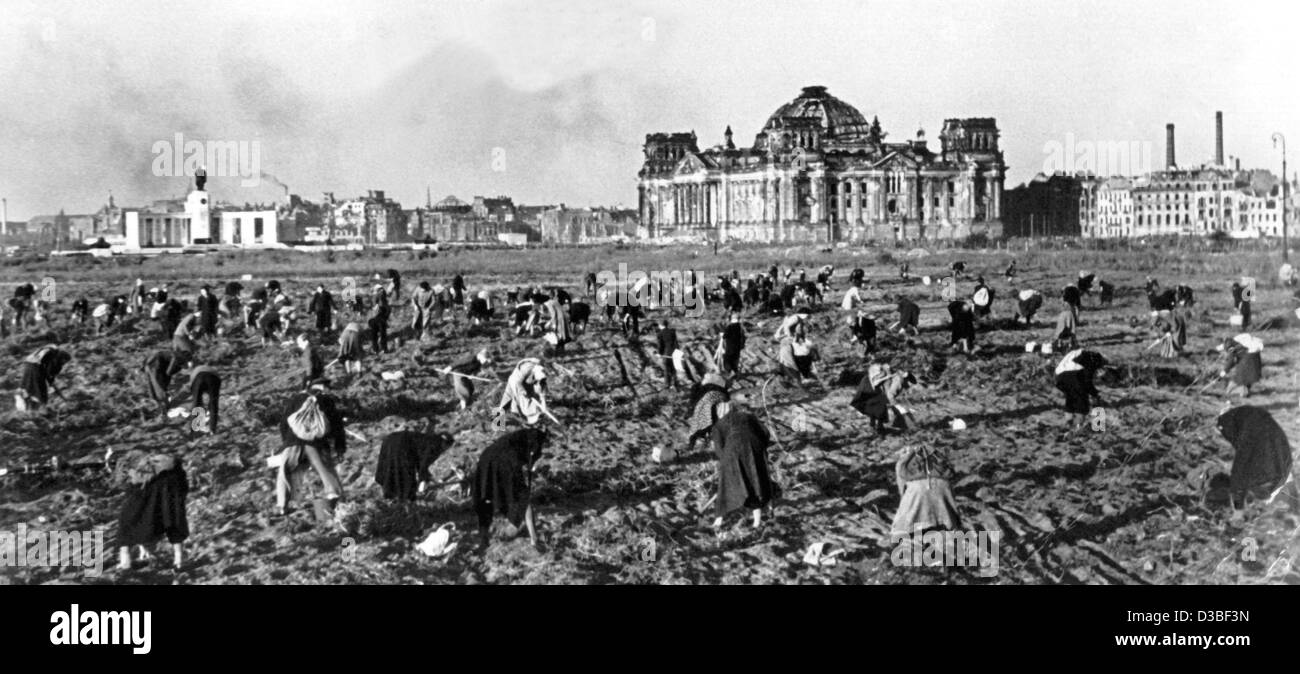 (dpa files) - Inhabitants of Berlin harvest potatoes from a potato field in front of the Reichstag Building in Berlin, 21 October 1947. Stock Photo