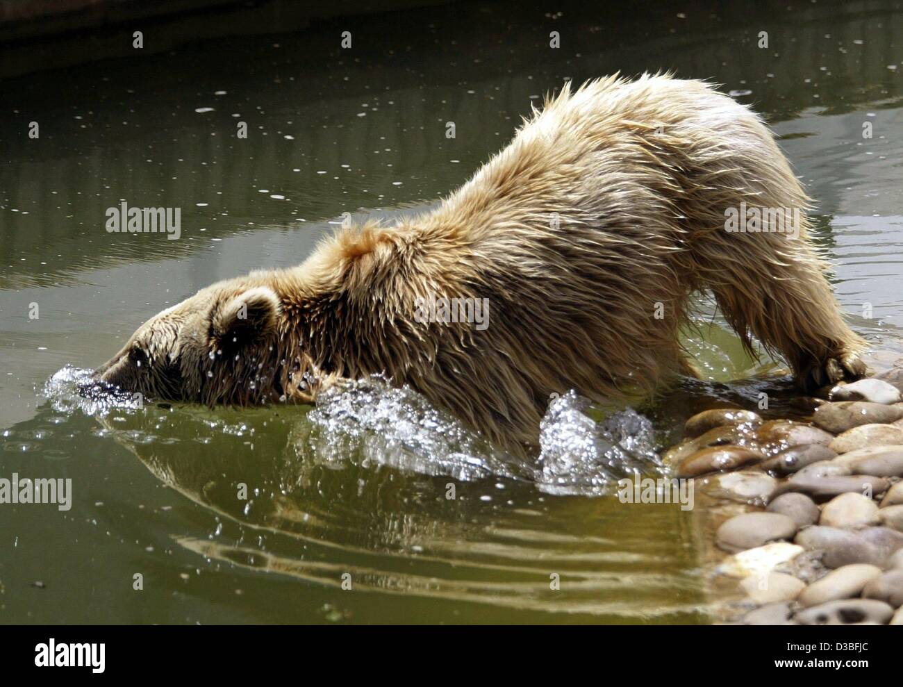 (dpa) - A Syrian brown bear dives head-first into the cool water in the zoo in Heidelberg, Germany, 10 June 2003. In these hot summer days the warm fur is all too uncomfortable... Stock Photo