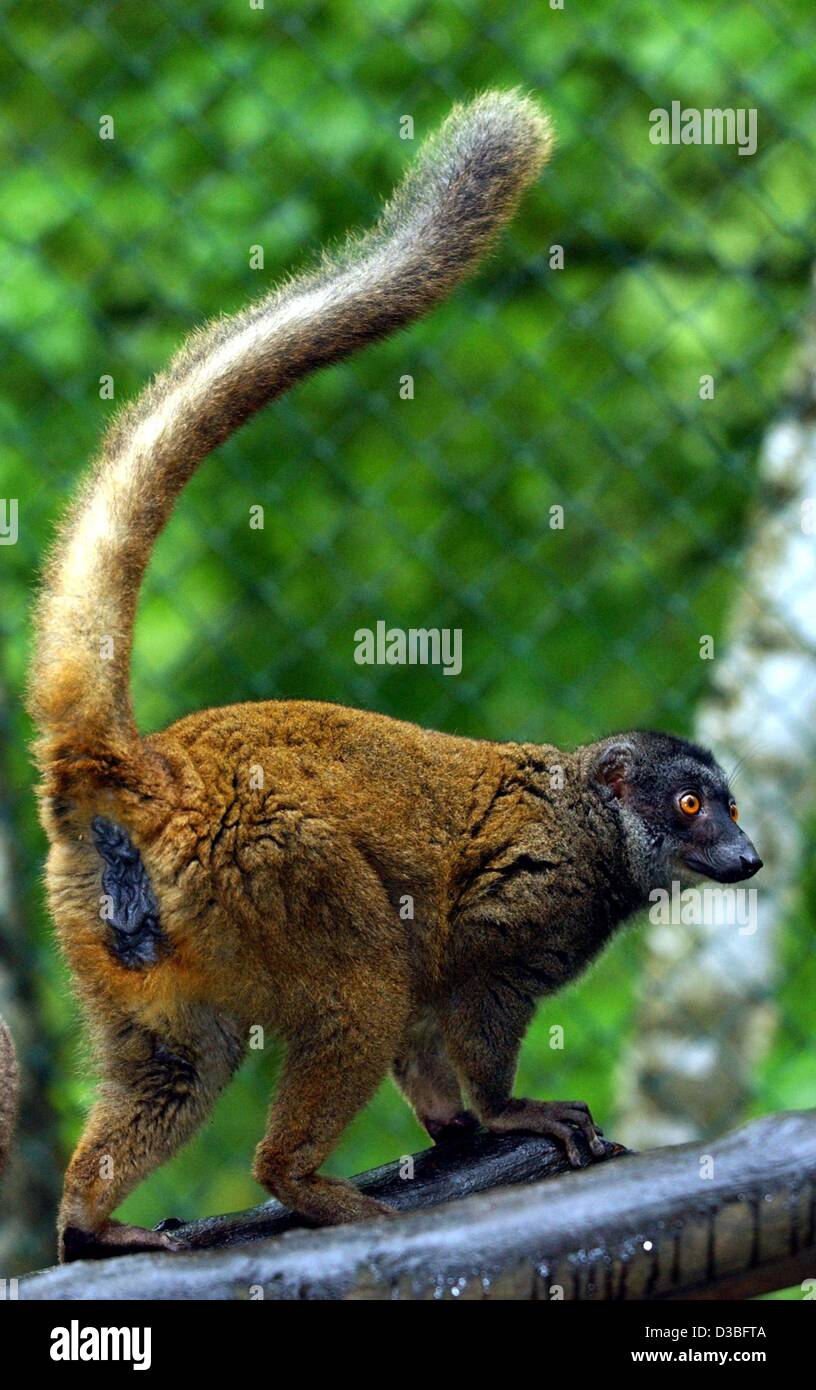 (dpa) - A female white-fronted brown lemur (eulemur fulvus albifrons)climbes around the branches of tree in the zoo in Eberswalde, 13 May 2003. The white-fronted brown lemur inhabits the eastern rainforest and is therefore threatened by deforestation and hunting. It is now thought that the brown lem Stock Photo