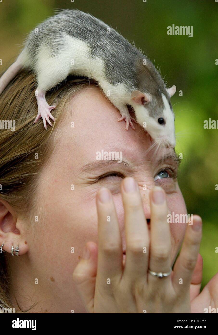 (dpa) - A tame rat is sitting on the forehead of a its owner, Frankfurt, Germany, 10 June 2003. Maike's hands don't express disgust but sorrow about 'Teufelin' (she-devil) falling down. Stock Photo