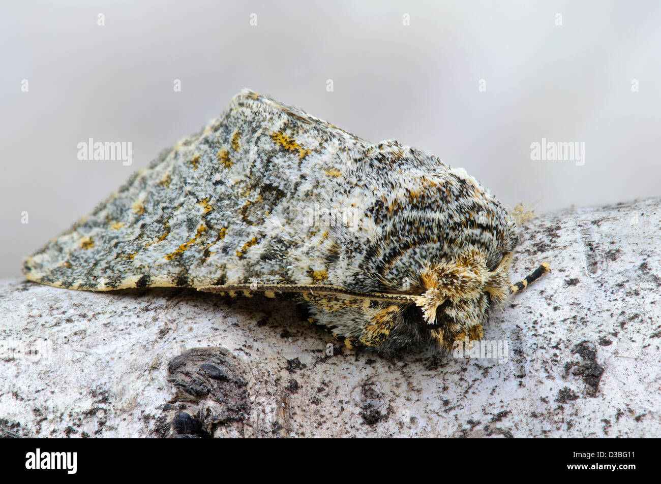 An adult large ranunculus moth (Polymiis flavicincta) Resting on a ...
