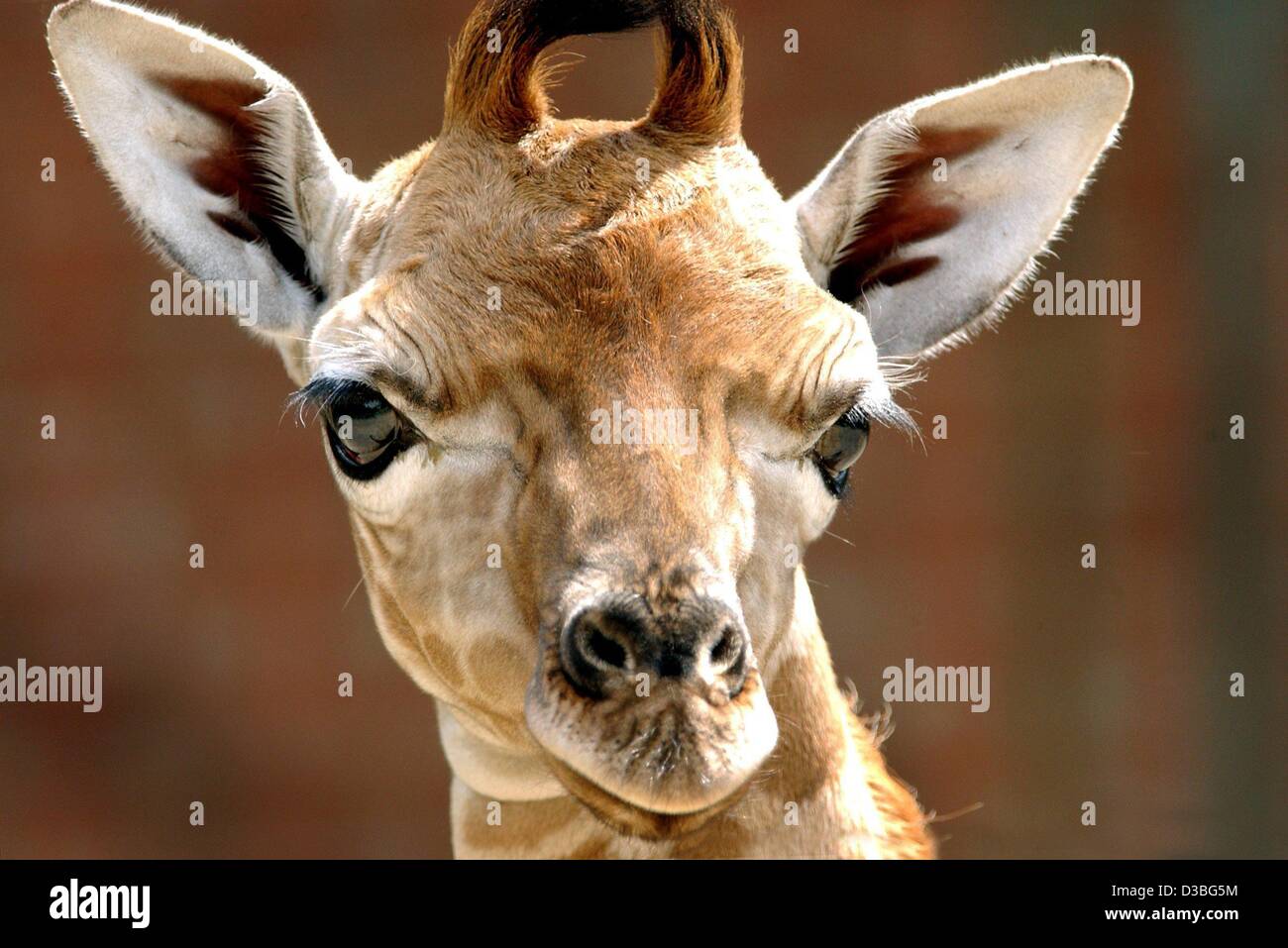 (dpa) - A six-day-old giraffe baby enjoys staying in the open air enclosure in Schwerin's zoo, Germany, 11 June 2003. The female was born on 5 June and already weighs 50 kilogramme. Stock Photo