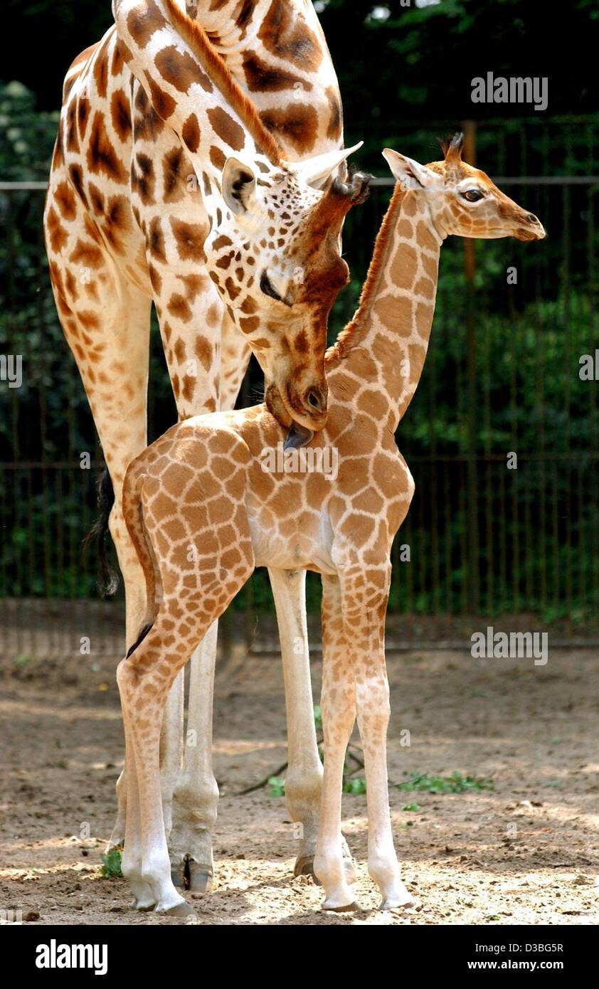 (dpa) - A giraffe mother cleans her six-day-old baby's fur in the zoo in Schwerin, Germany, 11 June 2003. The female was born on 5 June and already weighs 50 kilogramme. The baby visibley enjoys staying in the open air enclosure with its parents. Stock Photo